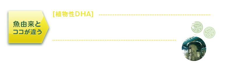 植物性DHA 海洋性微細藻類 ラビリンチュラ藻体粉末