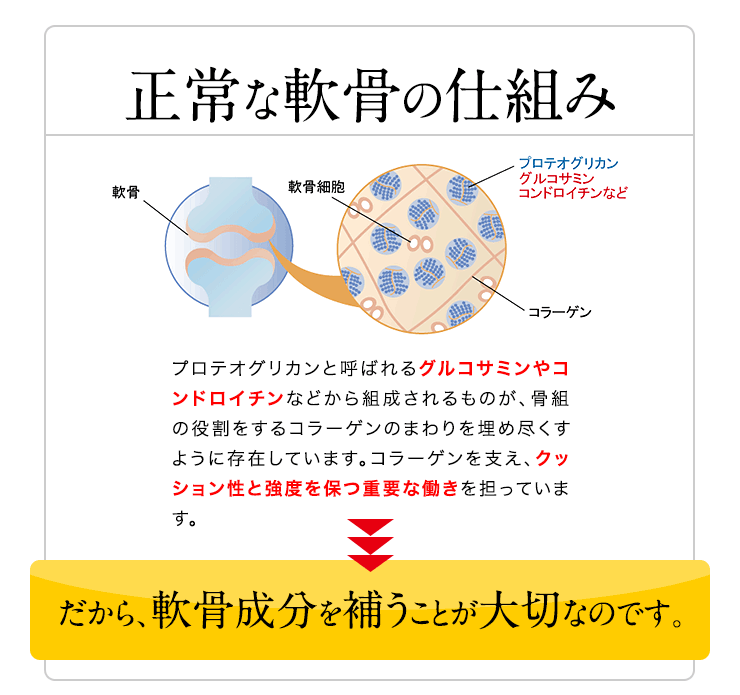 正常な軟骨の仕組み