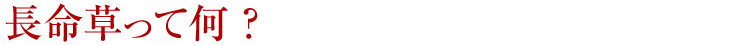長命草って何?