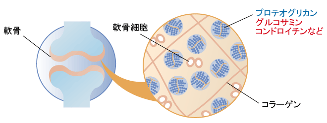 正常な軟骨の仕組み