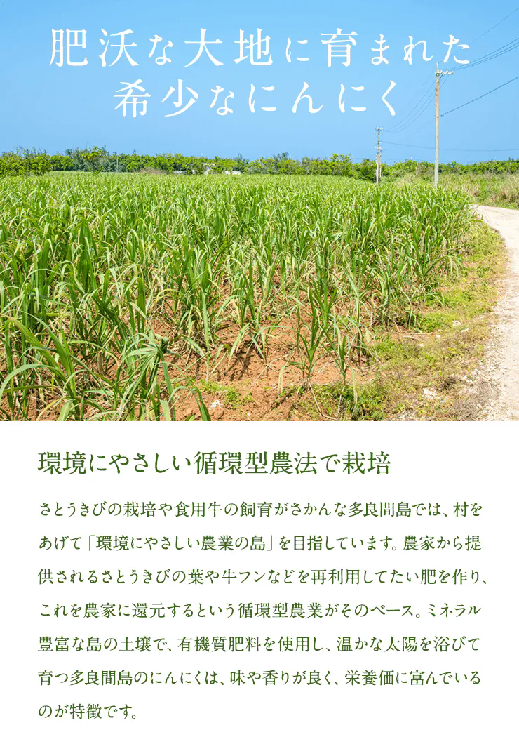 肥沃な大地に育まれた希少なにんにく